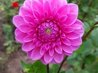 Sommerschnittblumen, Dahlie in pink