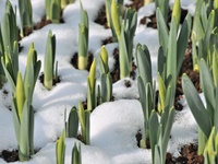 Osterglocken im Frühbeetkasten der Gärtnerei