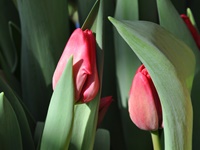 Eigene Schnitt-Tulpen