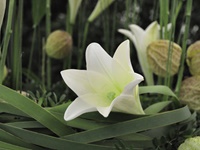 Detail kranzförmige Urnendekoration