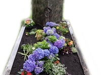 Vorsommerbepflanzung mit Hortensien