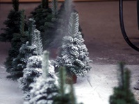 Handgebundene Christbäumchen werden mit Wachs "beschneit"