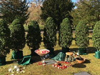 Dekoration am Grab zur Urnenbeisetzung mit Dekorationsbäumen, eine Schale mit Rosenblütenblättern, gestreute Rosenblütenblätter und Kerzen