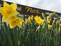 Osterglocken vor unserem Blumengeschäft