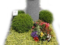 Sommerbepflanzung 1,Dauerbepflanzung mit gelb-grünem Spindelstrauch als Bodendecker, Rahmengehölz Kugelformschnitt