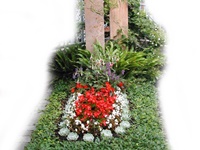 Sommerbepflanzung 2,Bodendecker Zwergmispel/Cotoneaster, Rahmenbepflanzung Hirschzungenfarn, Kletterhortensie